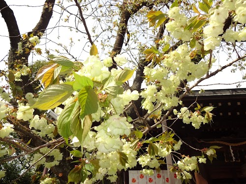  Nanasha-jinja Shrine location image photo