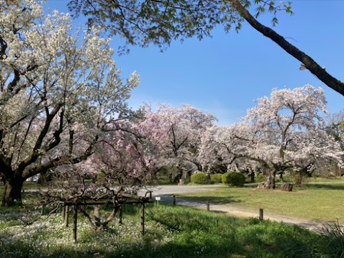  Koishikawa Botanical Garden location image photo