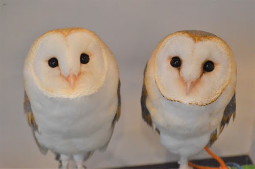 Owl Village Cafe Harajuku