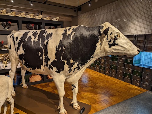 The University Museum, The University of Tokyo