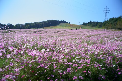 Tonami Yumenotaira