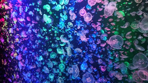  Kamo Aquarium location image photo