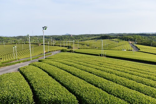 Fujigochi Cha-en (Tea Plantation)